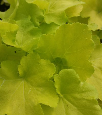 Coral Bells Citronelle